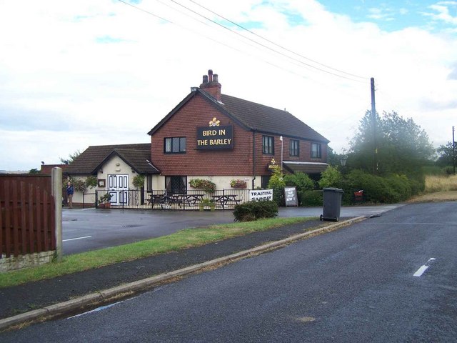 Bird In The Barley, Messingham © Geoff Pick Cc-by-sa 2.0 :: Geograph 