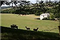 Lambs in the Shade