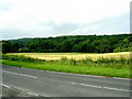 Golden Field to Northwest of Barrhill