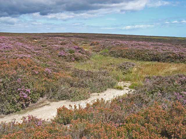 Fylingdales Moor in bloom © Oliver Dixon :: Geograph Britain and Ireland