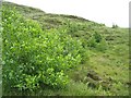 Alder trees above Tarskavaig