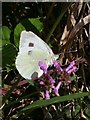 SX2359 : Large White Butterfly by Tony Atkin