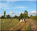 Cattle pasture at Ashwood Farm