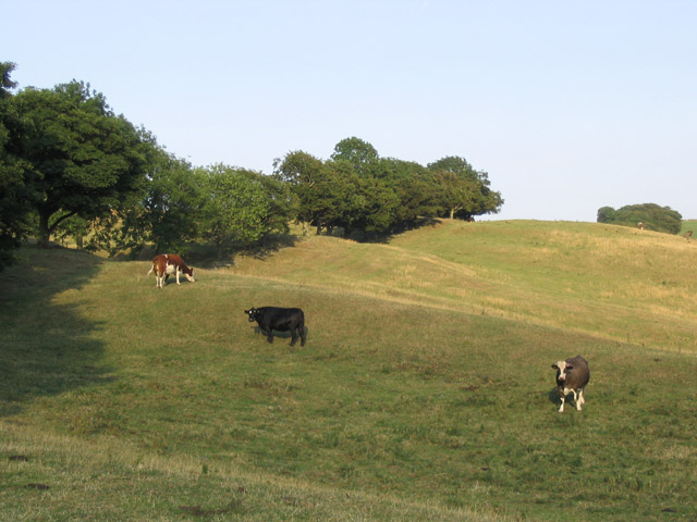 Pasture Field