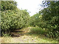 Trackbed of old railway line