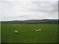 Grazings at Culloden