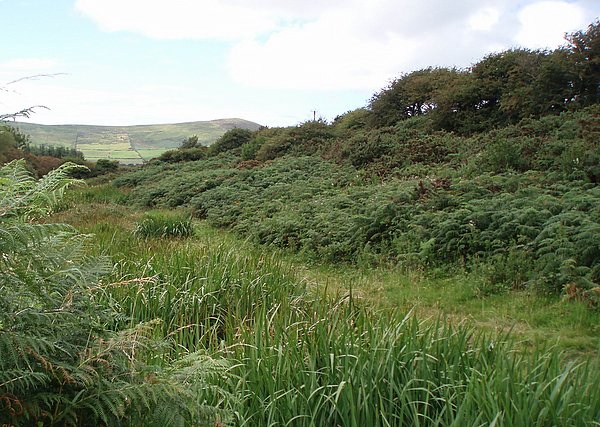 Bracken and reeds