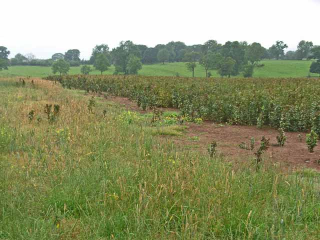 Field of beans near Milburn