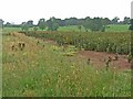 NY6528 : Field of beans near Milburn by Oliver Dixon