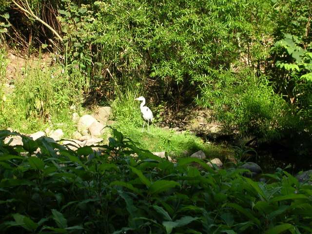 Heron at Mineralwell Park