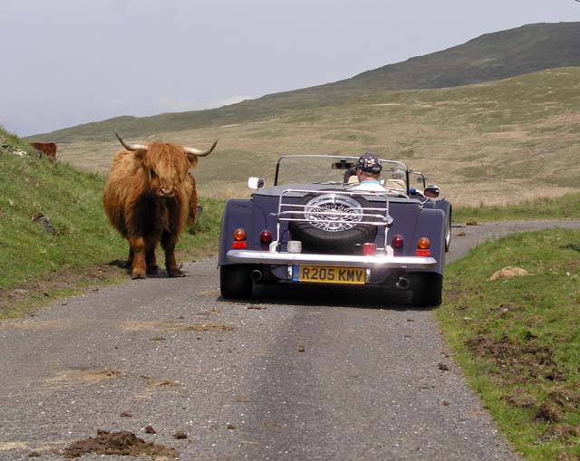 Highland cattle on the mountain road