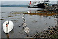 NR8162 : Kennacraig ferry terminal visitors by Julian Dowse