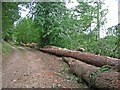 Felled trees at Flakebridge