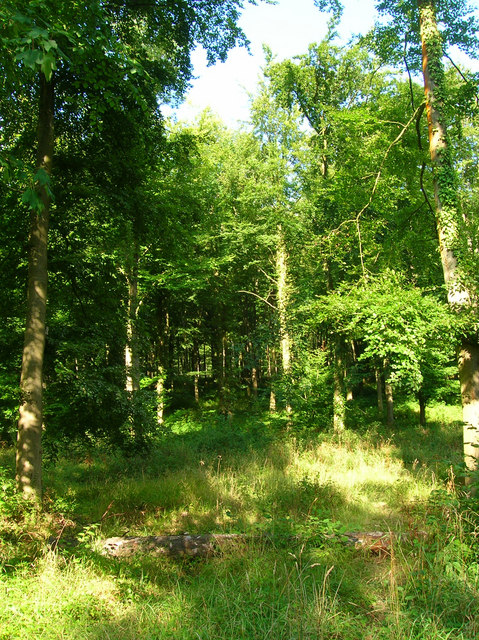 Wildham Wood © Simon Carey :: Geograph Britain and Ireland