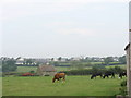 Cattle Grazing