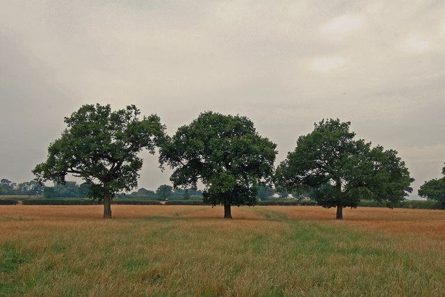 Field at Bridge Farm, Cholmondeston