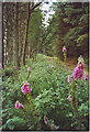 Forest Track in Kingshill Wood