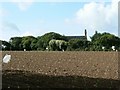 Field of young brassicas, Kirthen Wood Farm