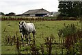 SW9160 : Horse and Barn by Tony Atkin