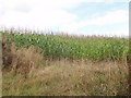 Maize near Trenance