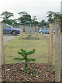 Car Park with young monkey puzzles, Trevarno