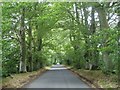 Beech lined road on Cranborne Chase