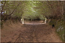 SS8838 : Very wide Bridleway off Thorne Lane by Ian Wigley
