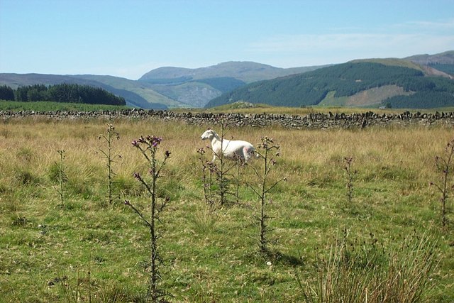 Sheep Among the Thistles