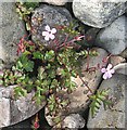 NJ6365 : Herb Robert (Geranium robertianum) by Anne Burgess