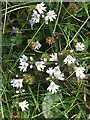 Eyebright (Euphrasia officinalis)