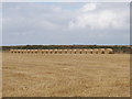 Harvested corn field, Pentire farm, St Eval