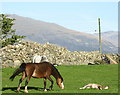 Pony Breeding at Pen y Buarth