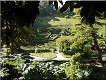 SW7727 : Glendurgan Garden, The Maze by Neil Kennedy