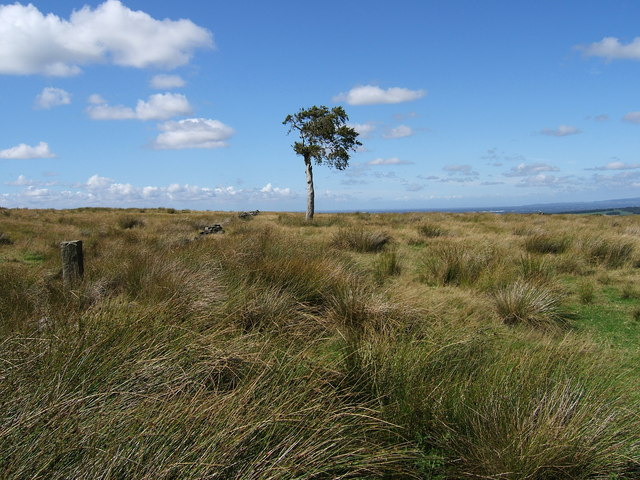 Lone tree on Withnell Moor