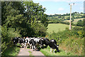 Stockland: herd of cattle