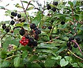 Honeysuckle and Blackberries