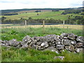 Looking across glen to Wester Auchnagallin