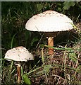 Parasol Mushrooms