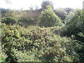 Disused and overgrown quarry