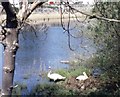 Nesting Swans at Pen-y-llyn