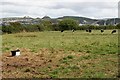 Cattle Pasture at Trerice