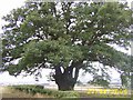 SJ5806 : The Old Oak Tree by Mr M Evison