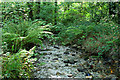 Wambrook: stream in Bickham Wood