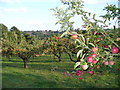 Apple Orchard by Mottynsden Farm