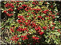 Haws on a hawthorn hedge, near Princes Risborough