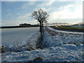 Snow in Necton