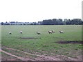 Field with Sheep Near Ollerton