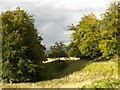 SU4485 : Trees on the downs above Lockinge by Andrew Smith