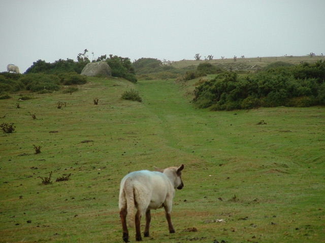 Track nr Tan y Bwlch