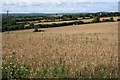 Cereal Cropland